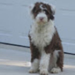 Meet your Posher, Palasso